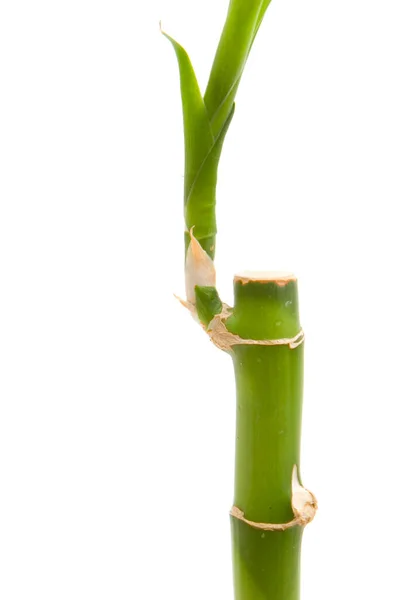 İzole edilmiş beyaz arka planda bambu bitkisi