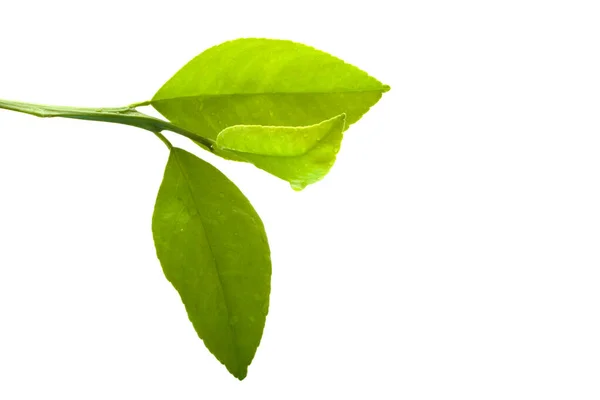 Beyaz arkaplanda taze limon yaprakları