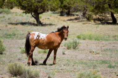 Açık arazide at otluyor.