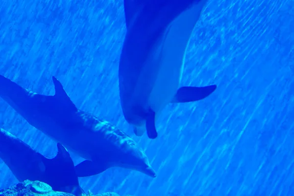 Красивые Дельфины Плавают Водой — стоковое фото