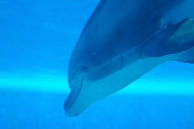 Suyun altında yüzen güzel yunus