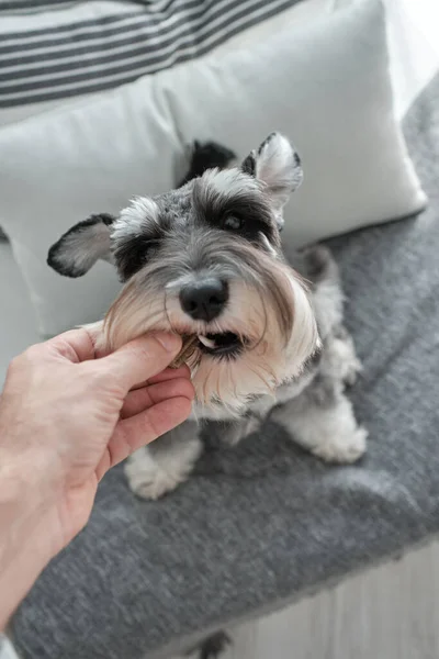 From above of crop anonymous dog owner giving dental treat for Miniature Schnauzer sitting on couch