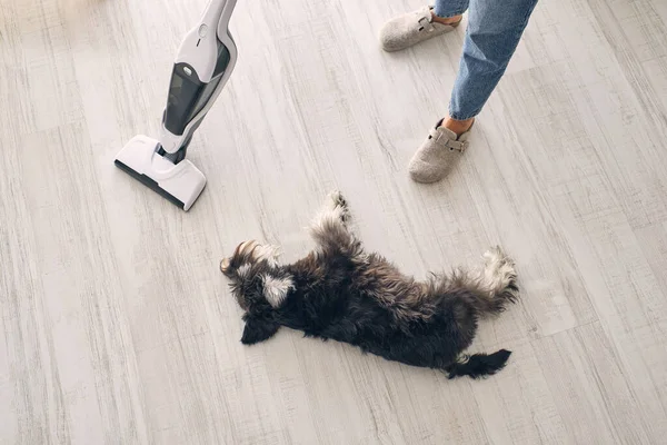 From above of Miniature Schnauzer dog lying on laminate floor near crop anonymous female owner in slippers and jeans cleaning apartment
