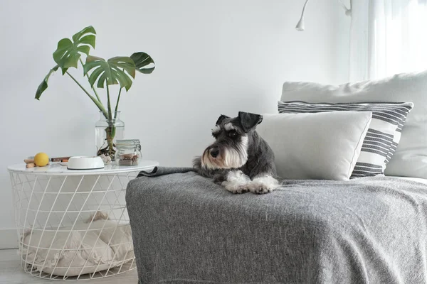Purebred domestic Miniature Schnauzer dog lying on plaid on sofa near table in apartment