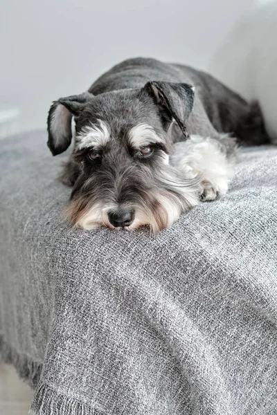 Peaceful small pedigreed Miniature Schnauzer domestic dog with gray coat resting on couch in apartment