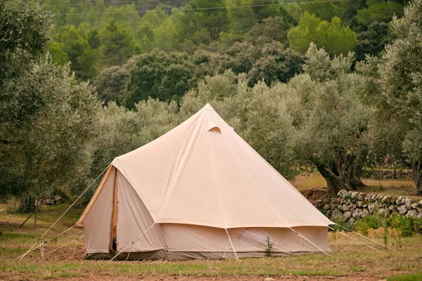 Camping tent placed on grassy ground near lush green trees in nature in summer day