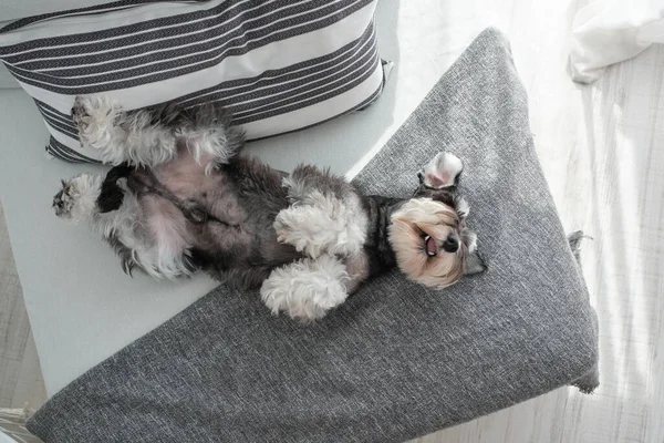 Top view of playful Miniature Schnauzer dog lying on back near cushion in apartment