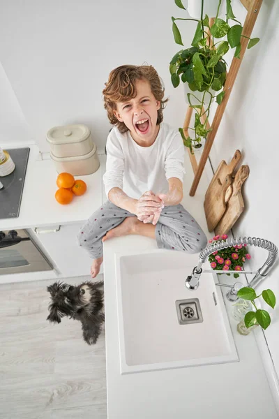 High angle full body of barefoot boy yelling loud with opened mouth while sitting on counter and washing hands with soap for protecting health from bacteria in kitchen with Miniature Schnauzer in