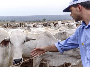 Mato Grosso, Brezilya, 30 Eylül 2004. Bir ekonomist, Mato Grosso 'daki bir çiftlikte Nellore sığırlarının yaratılışını inceliyor..
