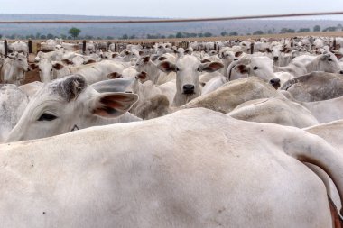 Bir grup Nelore sığırı Brezilya 'nın Mato Grosso eyaletindeki bir sığır çiftliğinde hapsedildi.