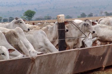 A group of Nelore cattle herded in confinement in a cattle farm in Mato Grosso state, Brazil clipart