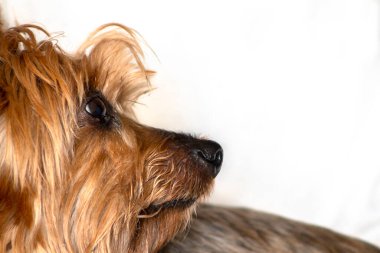 Yorkshire köpeği Sao Paulo 'da bir oturma odasında kanepede yatıyor.