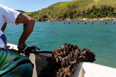 Sao Sebastiao, Brezilya, 16 Eylül 2015. Denizde midye çiftliğinde çalışan bir balıkçı.