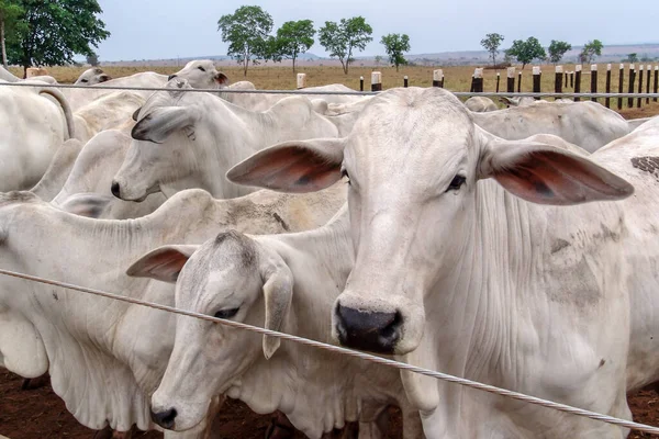 Группа Скота Нелор Собранная Заключении Ферме Крупного Рогатого Скота Штате — стоковое фото