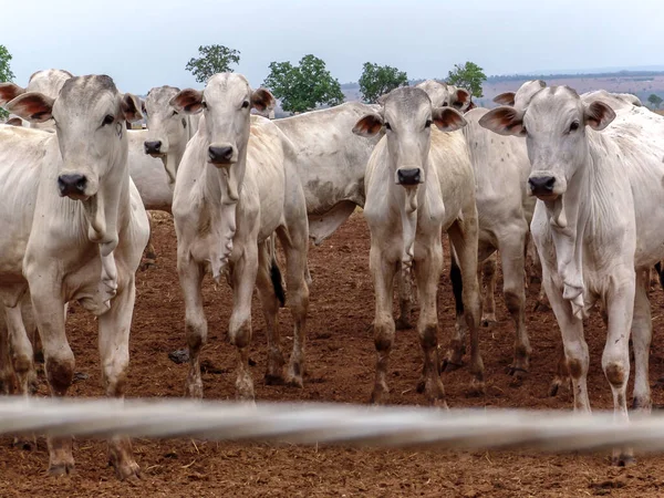 巴西马托格罗索州的一个养牛场 一群Nelore牛被圈养在那里 — 图库照片