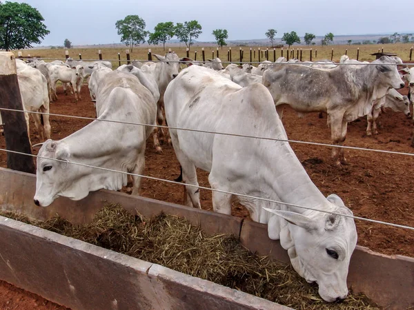 Группа Скота Нелор Собранная Заключении Ферме Крупного Рогатого Скота Штате — стоковое фото