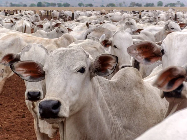 Grupa Bydła Nelore Stada Hodowli Bydła Stanie Mato Grosso Brazylia — Zdjęcie stockowe