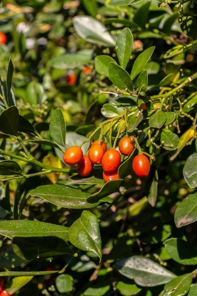 Murraya Paniculata Arancia Jessamine Frutti Rossi Piante Tropicali All Aperto — Foto Stock