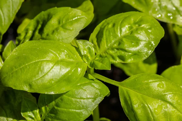 Primo Piano Delle Foglie Basilico Verde Ocimum Basilicum Brasile — Foto Stock