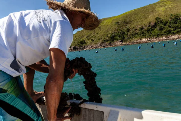 Sao Sebastiao Brazylia Września 2015 Rybak Pracujący Farmie Małży Morzu — Zdjęcie stockowe