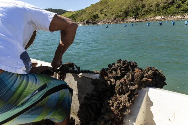 Sao Sebastiao Brazylia Września 2015 Rybak Pracujący Farmie Małży Morzu — Zdjęcie stockowe