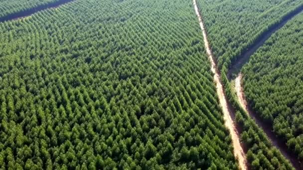Aerial View Drone Planted Eucalyptus Forest Brazil — Stock Video
