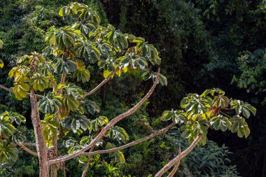 Brezilya 'da Atlantik yağmur ormanlarındaki Embauba ağacı