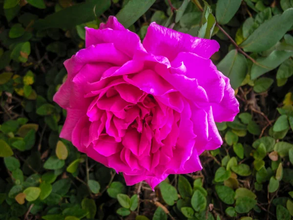 Цветок Розовой Розы Зеленом Фоне Бразилии — стоковое фото