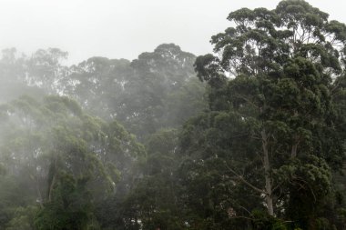 Brezilya 'nın Sao Paulo eyaletindeki Mata Atlantica (Atlantik Yağmur Ormanları biyolojisi) sisli ormanları