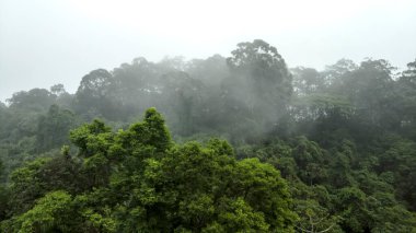 Brezilya 'nın Sao Paulo eyaletindeki Mata Atlantica (Atlantik Yağmur Ormanları biyolojisi) sisli ormanları