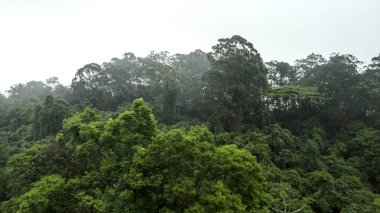 Brezilya 'nın Sao Paulo eyaletindeki Mata Atlantica (Atlantik Yağmur Ormanları biyolojisi) sisli ormanları