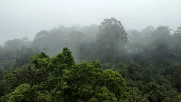 ブラジル サンパウロ州のマタ アトランティカ 大西洋熱帯雨林生物 の霧のジャングル — ストック写真