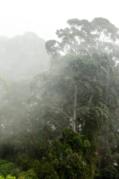 ブラジル サンパウロ州のマタ アトランティカ 大西洋熱帯雨林生物 の霧のジャングル — ストック写真