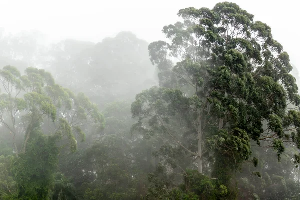Misty Jungle Mata Atlantica Atlantic Rainforest Biome Sao Paulo Brazilië — Stockfoto