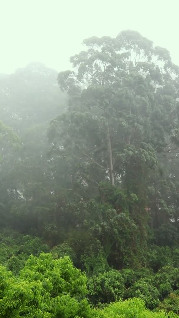 Nuvens Nebulosas Floresta Tropical Brasil Formato Vertical Para Redes Sociais — Vídeo de Stock