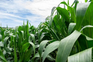 Brezilya, Minas Gerais Eyaleti 'ndeki çiftlikte yeşil mısır tarlası
