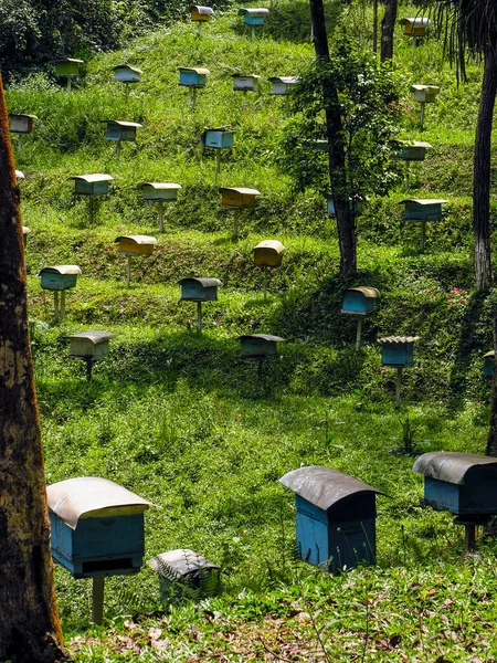 Una Fila Alveari Nel Campo Una Fattoria Brasile — Foto Stock