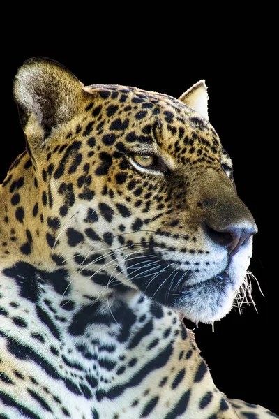 Brazilian onca (Panthera onca) with black background in Brazil