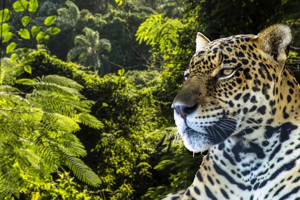 Brazylijska Onca Panthera Onca Tłem Lasów Tropikalnych Brazylii — Zdjęcie stockowe