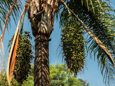 Jeriva (Syagrus Romanzoffiana) Brezilya 'nın Atlantik Ormanı' na özgü bir palmiye ağacı..