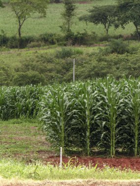 Brezilya 'da tarlada yetişen mısır bitkisi
