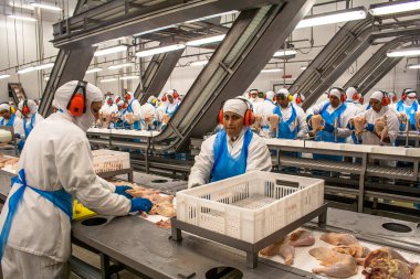 Sao Jose, Santa Catarina, Brazil, September 16, 2009: The workers are busy in a modern broiler processing factory on the production line of broiler segmentation.