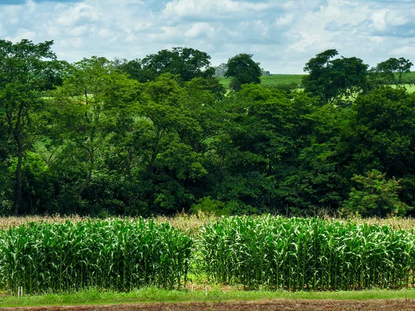 Corn Plant Filed Farm Brazil — Stock Photo, Image