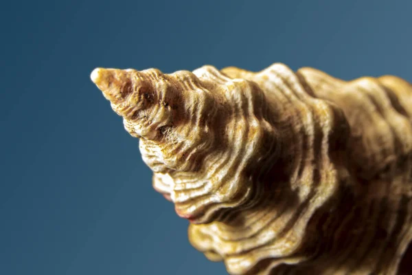 Extreme Close Sea Shell Selecitve Focus Brazil — Stock Photo, Image