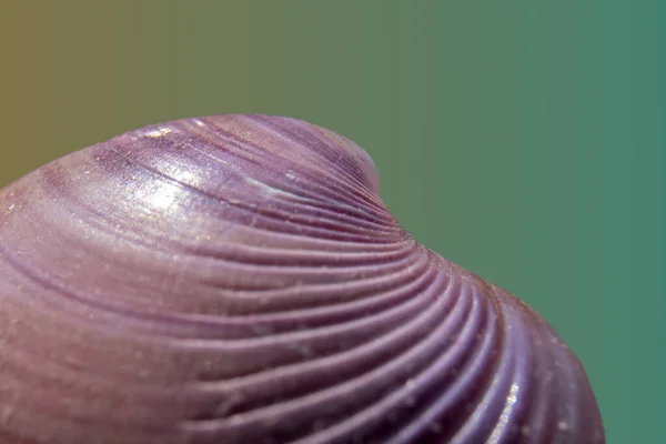 Extreme Close Sea Shell Selecitve Focus Brazil — Stock Photo, Image