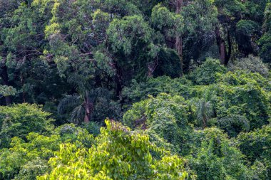 Brezilya 'da Atlantik yağmur ormanlarında genel ağaçlar