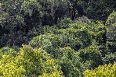 Brezilya 'da palmiye ağacı arka planı ve arka ışığı olan vahşi tropikal orman;