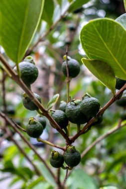 Selective focus of fruit of an araca or Cattley guava with the scientific name (Psidium cattleianum). Used in human food and in the manufacture of other products