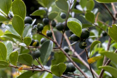Selective focus of fruit of an araca or Cattley guava with the scientific name (Psidium cattleianum). Used in human food and in the manufacture of other products