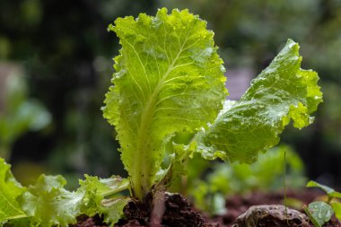 Brezilya 'da seçici yeşil marul odaklı yakın plan.